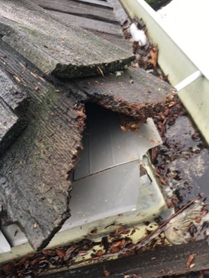 Roof damage caused by squirrels